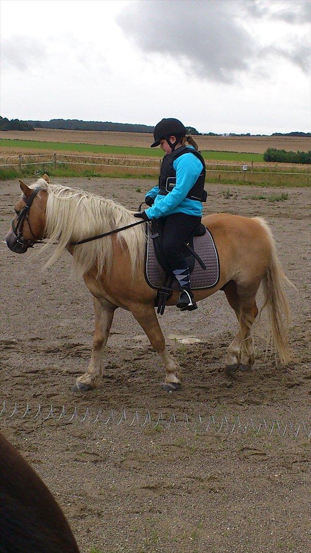 Haflinger Straus billede 12