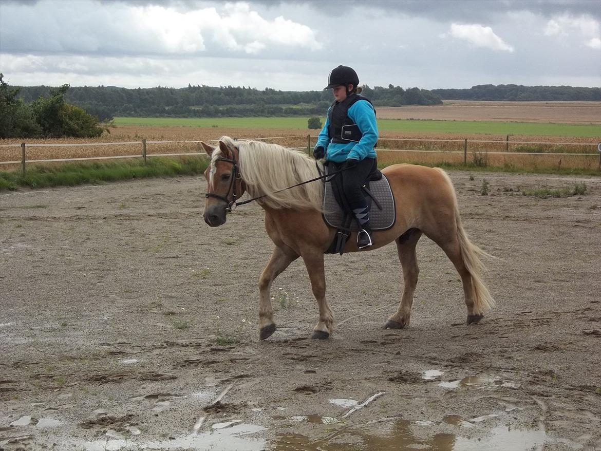 Haflinger Straus billede 13
