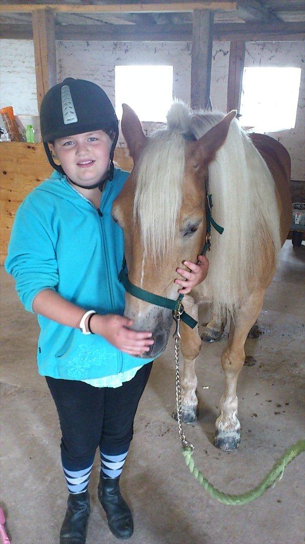 Haflinger Straus billede 14