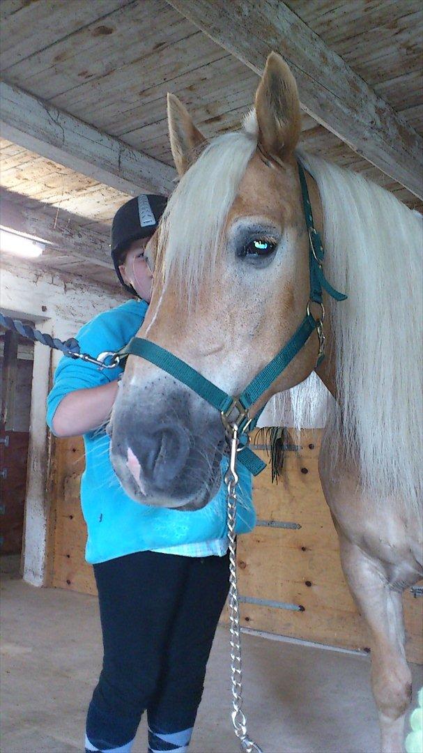 Haflinger Straus billede 15