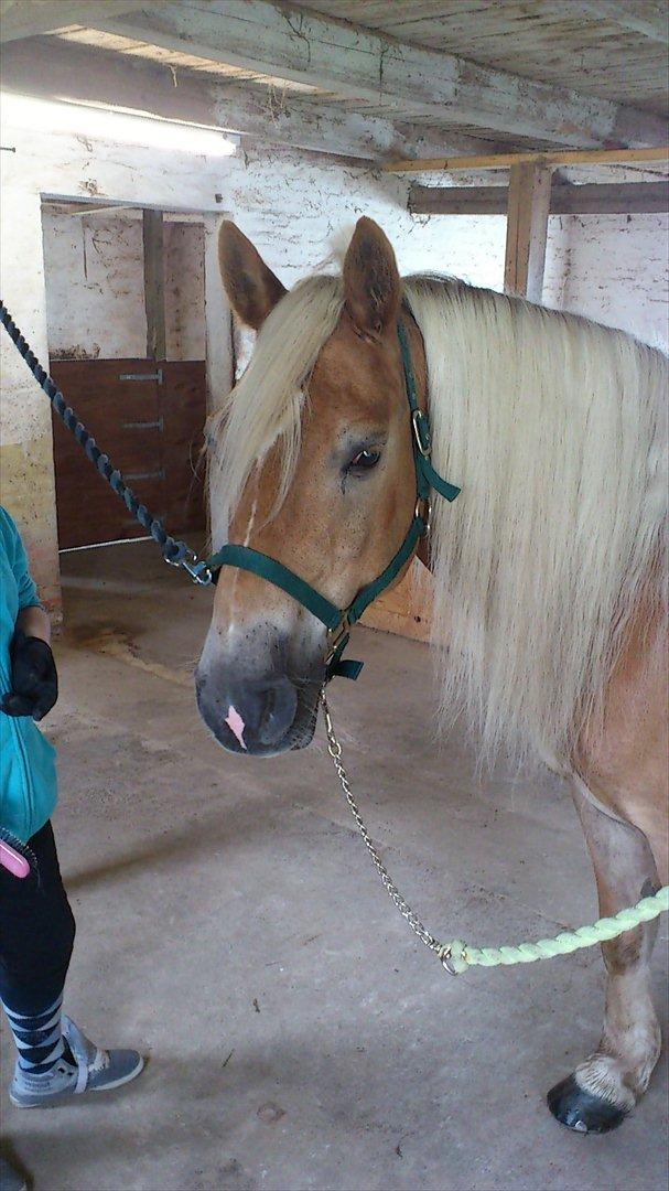 Haflinger Straus billede 16