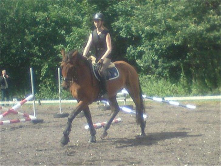 Dansk Varmblod Rimplers Hector Pascal billede 12