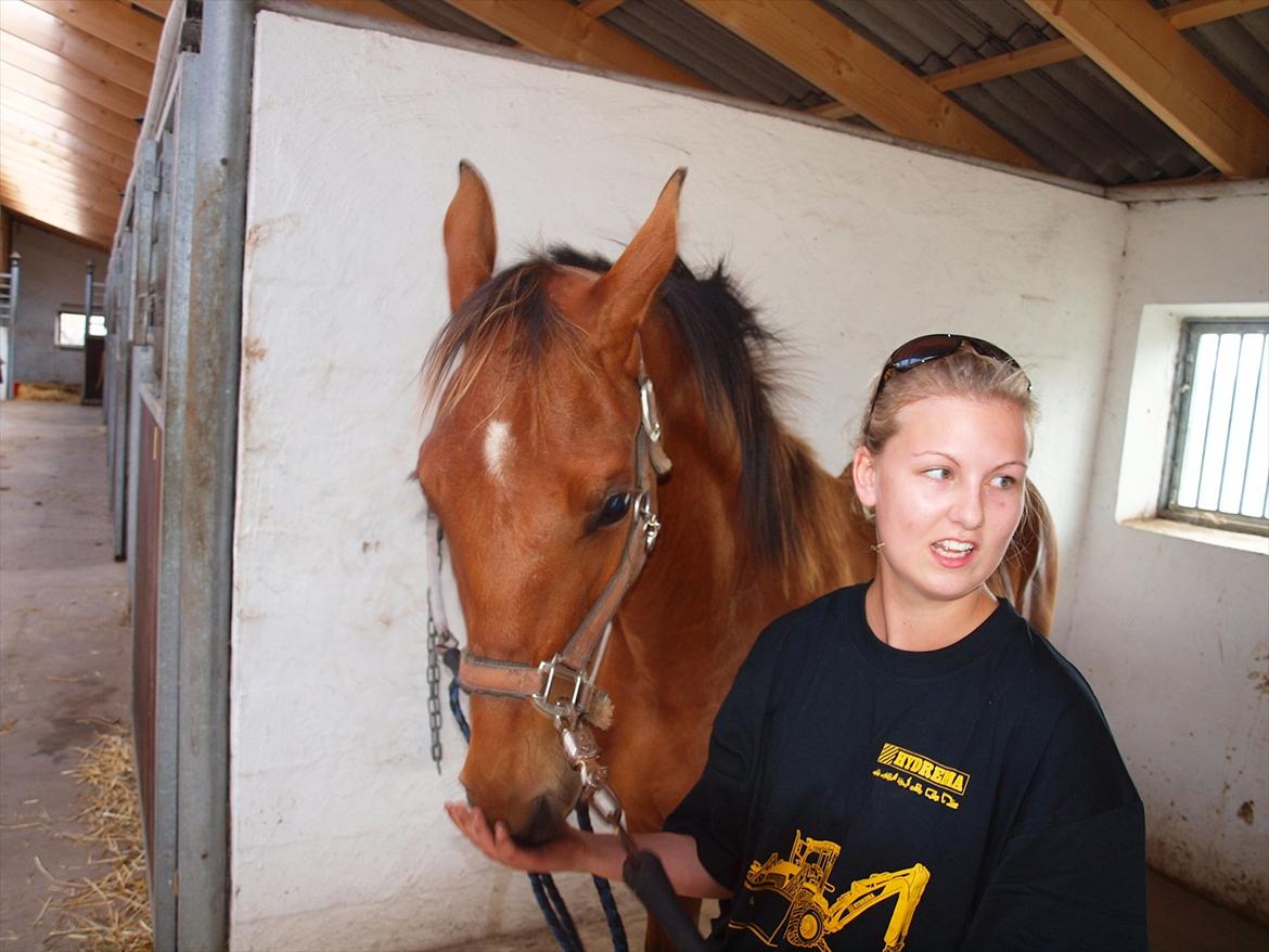 Anden særlig race Solos Alfredo  billede 19