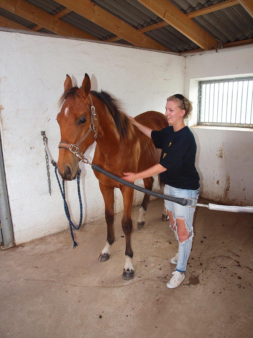 Anden særlig race Solos Alfredo  billede 20