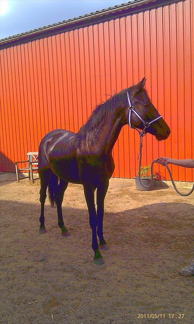 Trakehner Her Hershey  billede 19