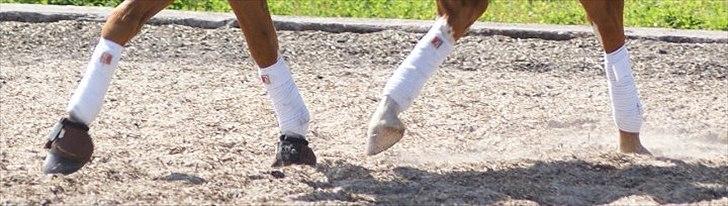 Tysk Sportspony Dimentjiva B-pony - 18.Fotograf Simone Henning.
 synes det var et lidt sjovt billede, så det skulle lige med ind! billede 15