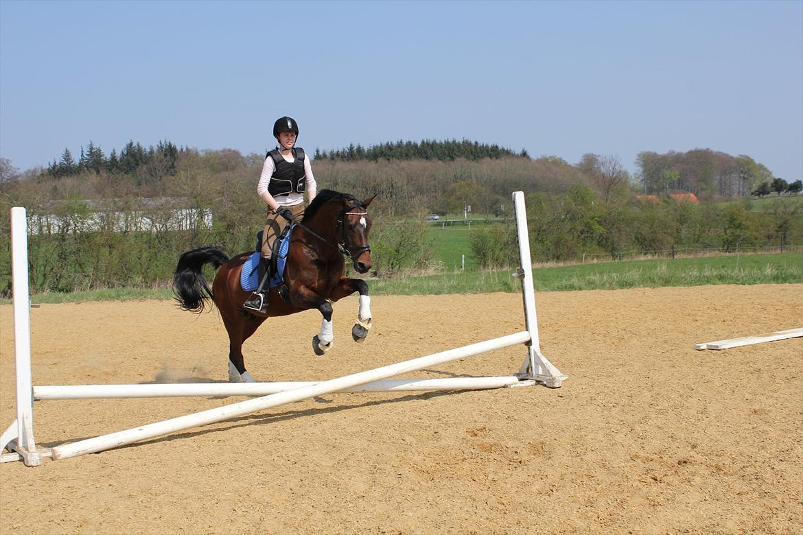 Hollandsk Sportspony Silver Star - Selv ikke dressur ponyer tager skade af lidt spring! Eller dressur ryttere... billede 9