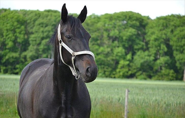 Oldenborg Bianca af Tanderup (Gippe'sen) - Bianca er smuk som altid :P < 3 Foto: Mig billede 6