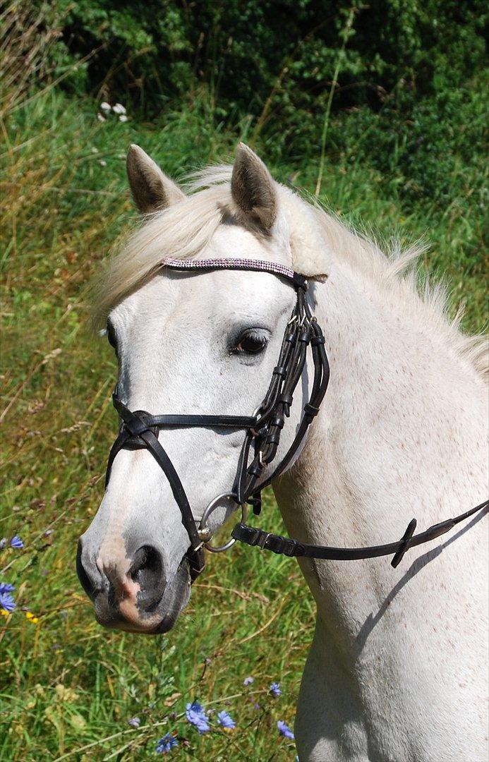Anden særlig race Andrea billede 7