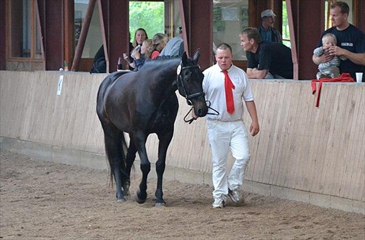 Oldenborg Bianca af Tanderup (Gippe'sen) - Bianca til kårring :P billede 13