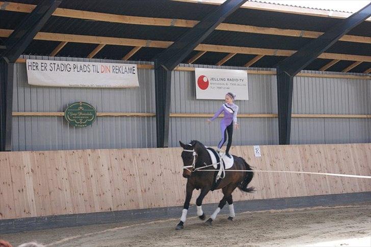 Oldenborg Kobjerggård's  Bolero Voltigerings hesten billede 3