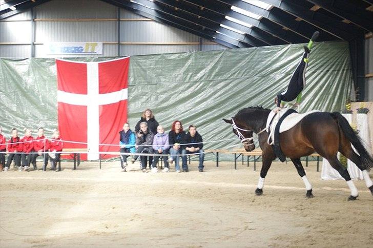 Oldenborg Kobjerggård's  Bolero Voltigerings hesten - flanke  billede 5