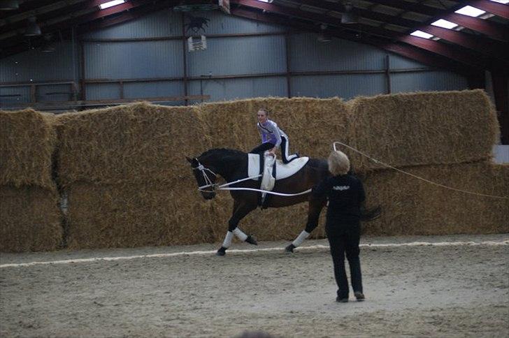 Oldenborg Kobjerggård's  Bolero Voltigerings hesten - den dejlige bolero billede 9
