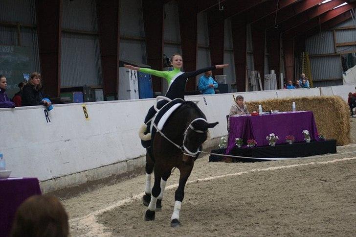 Oldenborg Kobjerggård's  Bolero Voltigerings hesten billede 10