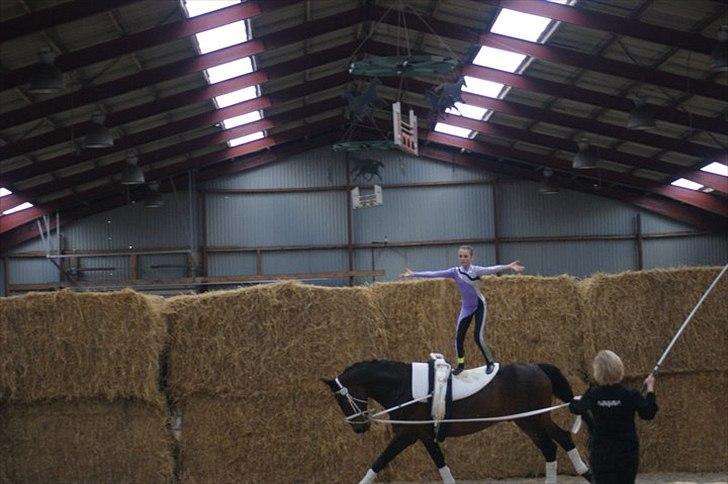 Oldenborg Kobjerggård's  Bolero Voltigerings hesten billede 11