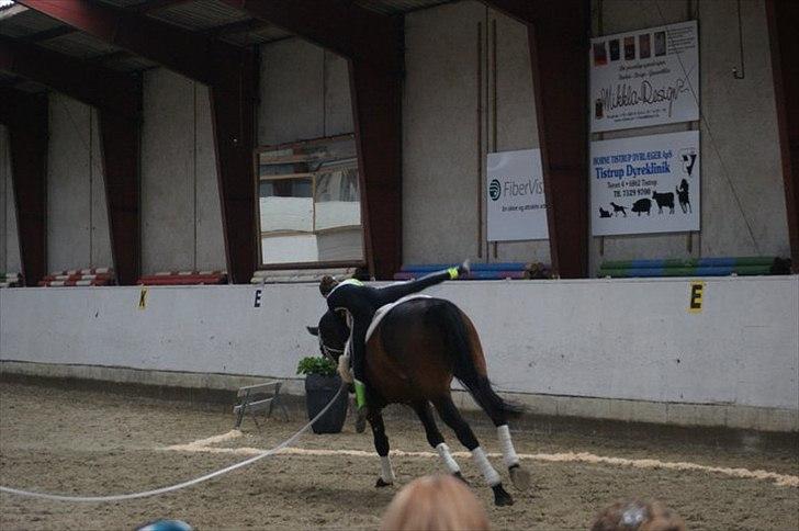 Oldenborg Kobjerggård's  Bolero Voltigerings hesten billede 12