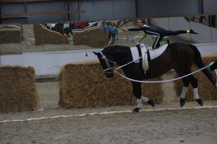 Oldenborg Kobjerggård's  Bolero Voltigerings hesten - den skønne bolero i action  billede 13