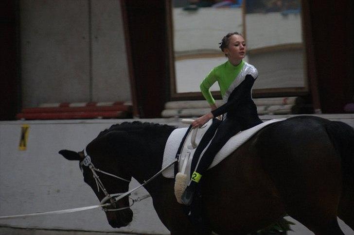 Oldenborg Kobjerggård's  Bolero Voltigerings hesten billede 14