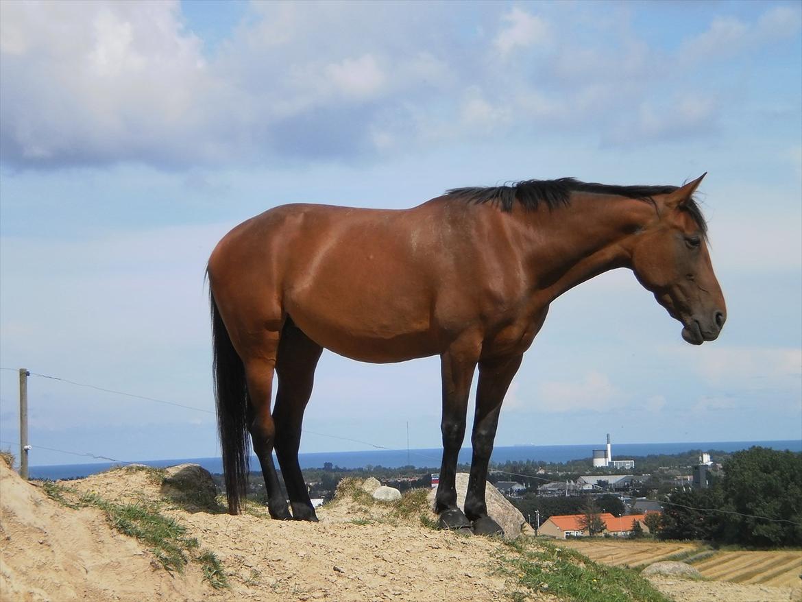 Anden særlig race  Købstrups Athene << Solgt >> - nyder udsigten :) billede 6