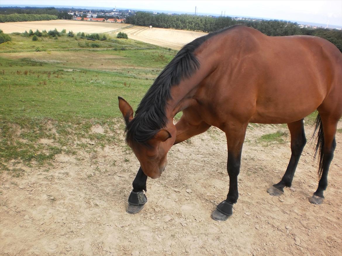 Anden særlig race  Købstrups Athene << Solgt >> - ihhh, hvor det klør :) billede 7
