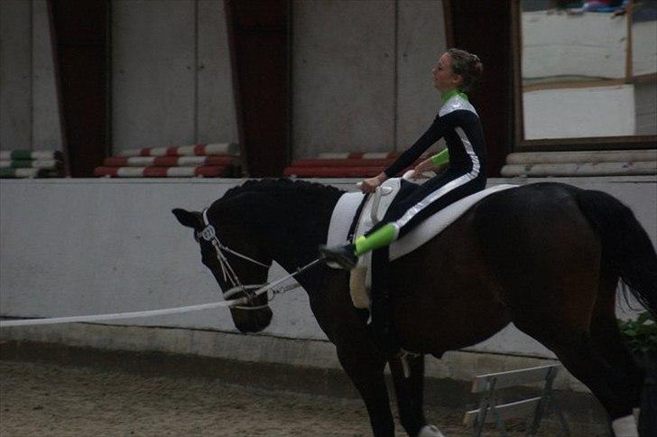 Oldenborg Kobjerggård's  Bolero Voltigerings hesten billede 16