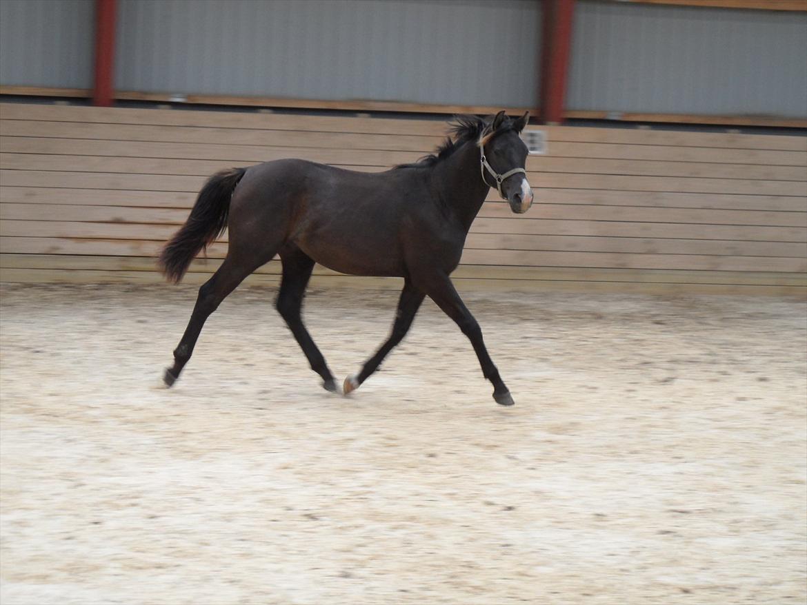 Dansk Varmblod Porthos billede 5