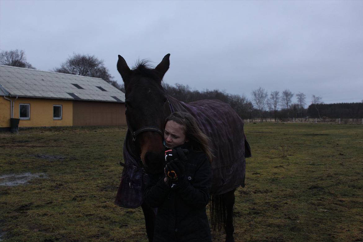 Oldenborg Kobjerggård's  Bolero Voltigerings hesten - hjemme på marken om vinteren billede 8
