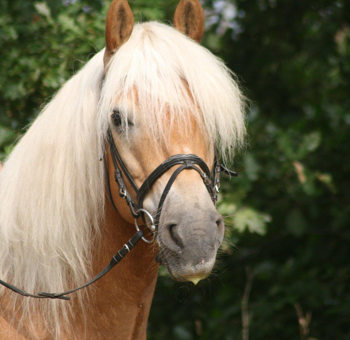 Haflinger Kløvs Wito - Mussi <3 billede 10