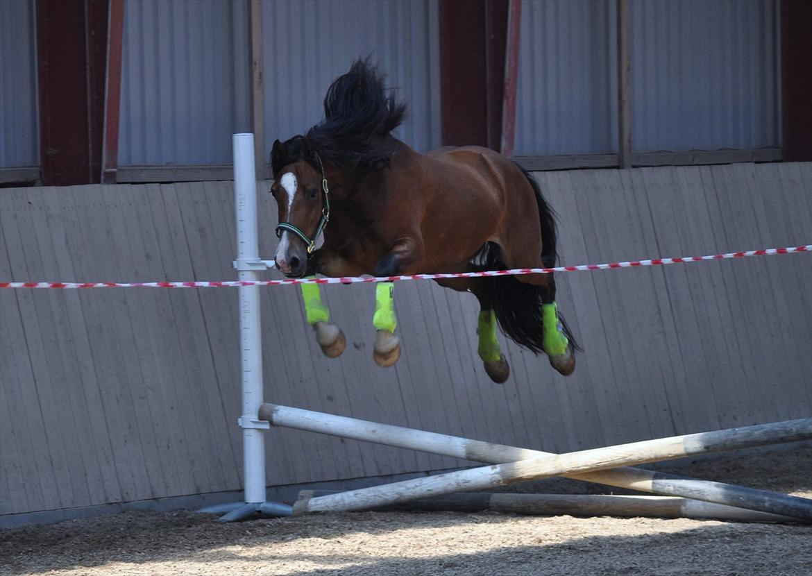 Welsh Cob (sec D) Rolighedens Jackpot (B3) - I Believe I Can Fly :) billede 24