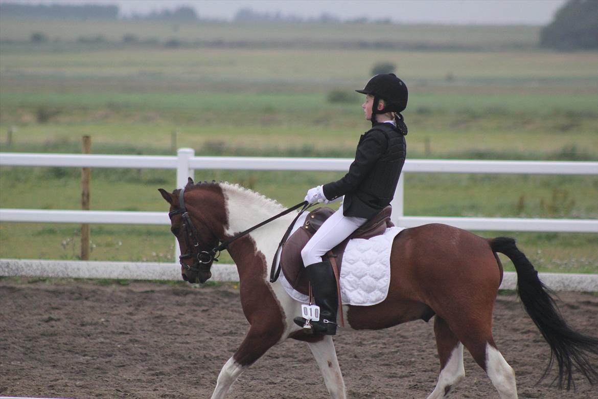 Anden særlig race Jumpy - Dressurstævne, Kærgård Rideklub, LC1. billede 8