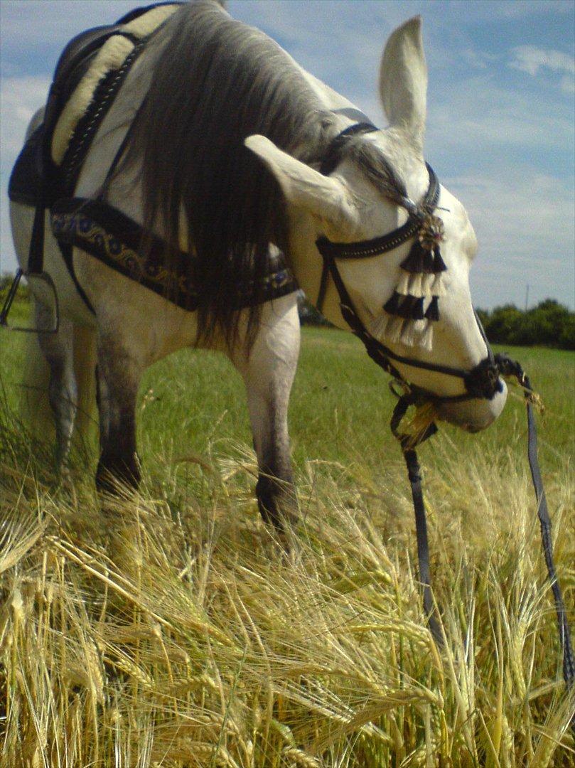 Cruzado Chili † RIP † 01-11-2010- billede 19