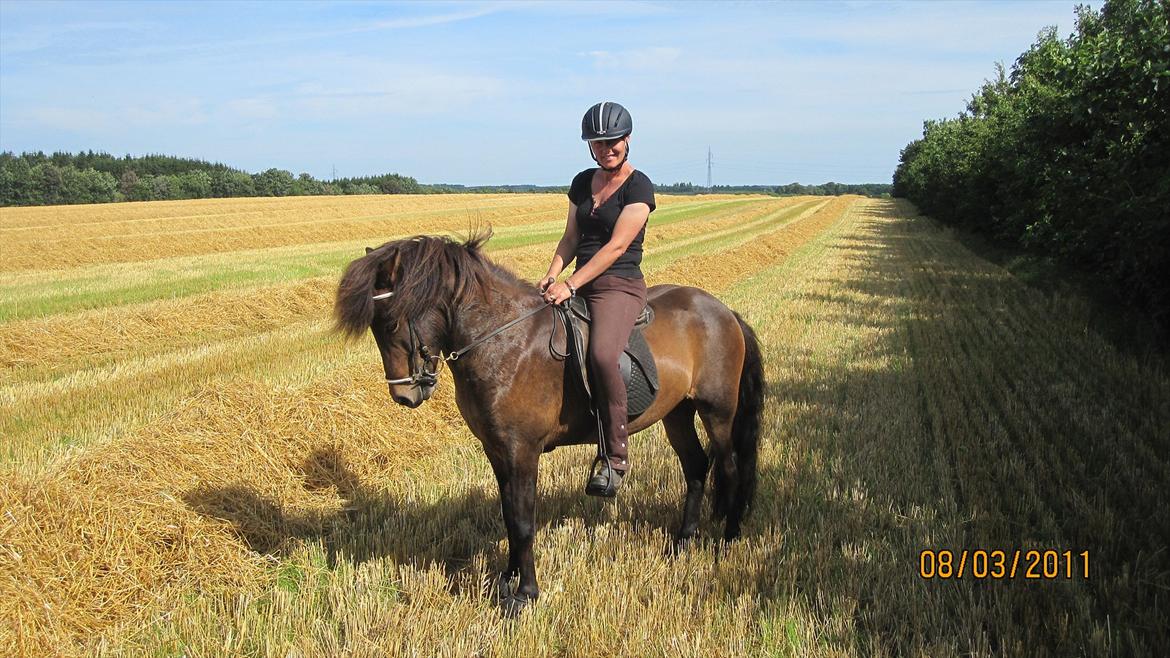 Islænder GÙSTI - Stubmark for første gang. billede 14