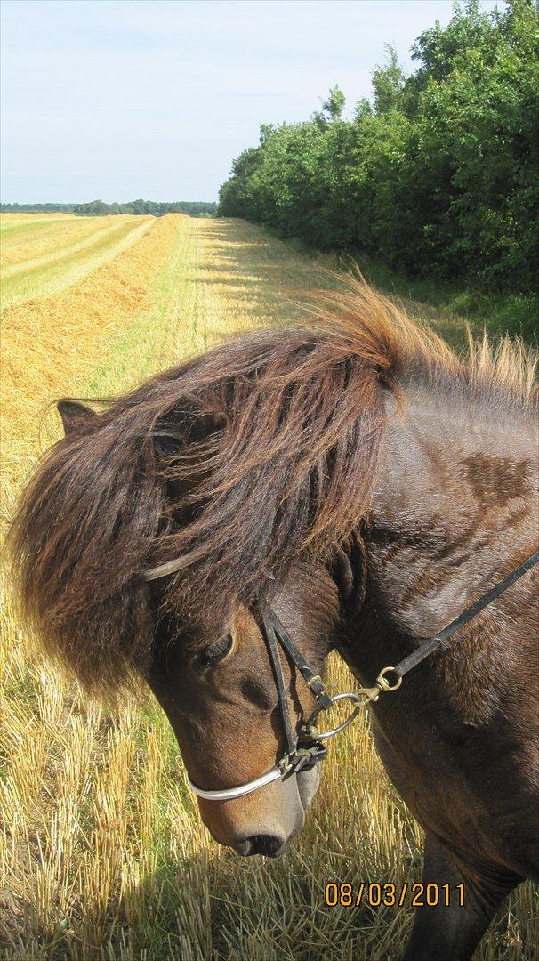 Islænder GÙSTI billede 15