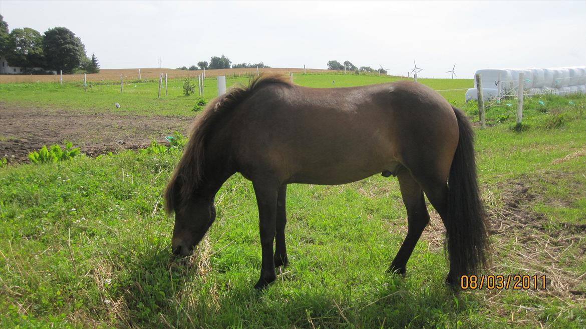 Islænder GÙSTI - Uhm, græs. billede 16