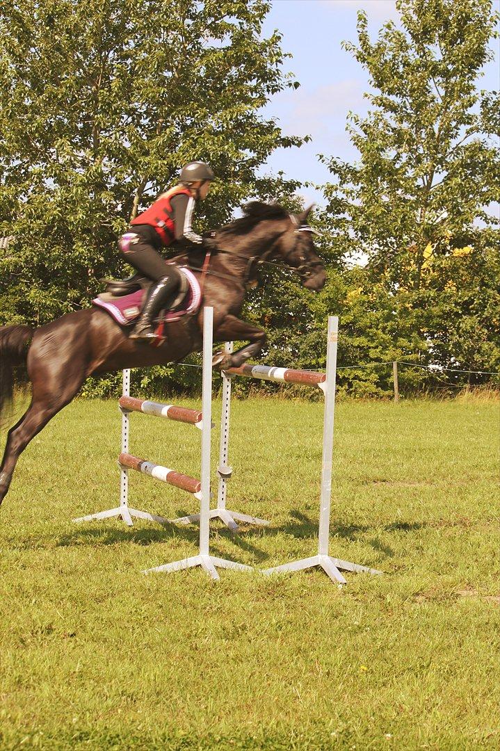 Welsh Pony af Cob-type (sec C) Tabaluga 167 - Taba og jeg over 135cm. Seje pony!!<3<3:-*. billede 14