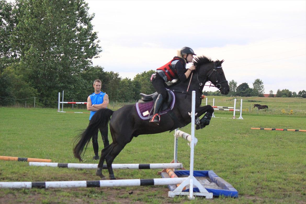 Welsh Pony af Cob-type (sec C) Tabaluga 167 - Taba over hans elskede vandgrav<33:-*. billede 15