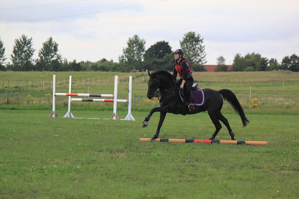 Welsh Pony af Cob-type (sec C) Tabaluga 167 - Flottere end flotte fyr<333:-*. billede 16
