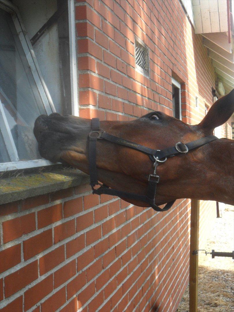 Oldenborg Elvina (Marmelade) - Åhhhh det klør billede 12