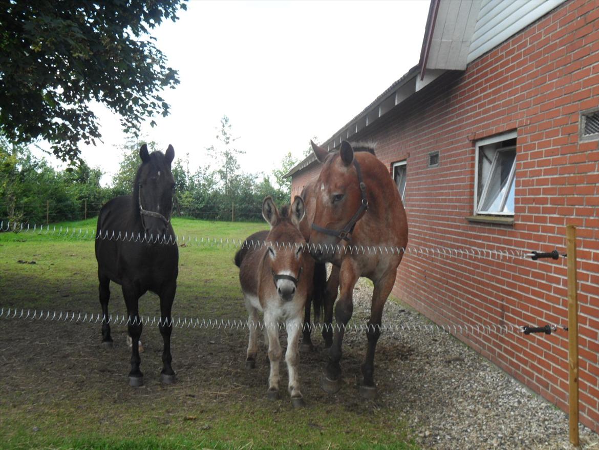 Oldenborg Elvina (Marmelade) - Marmelade, Diablo og Jackpot på marken billede 13
