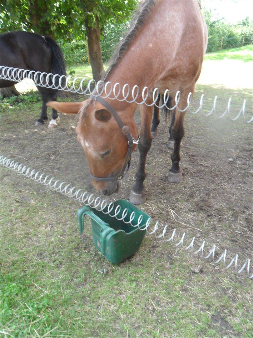 Oldenborg Elvina (Marmelade) - Uhmm mad :) billede 14