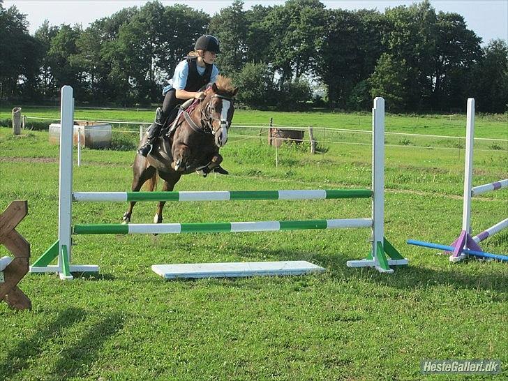 Welsh Pony (sec B) Mikkel - spring-træning 80 eller 90cm 
foto= Jeanette  Kieler  billede 4