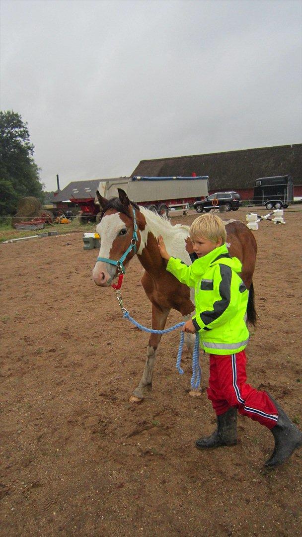 Anden særlig race Prins Viggo /Hania billede 3