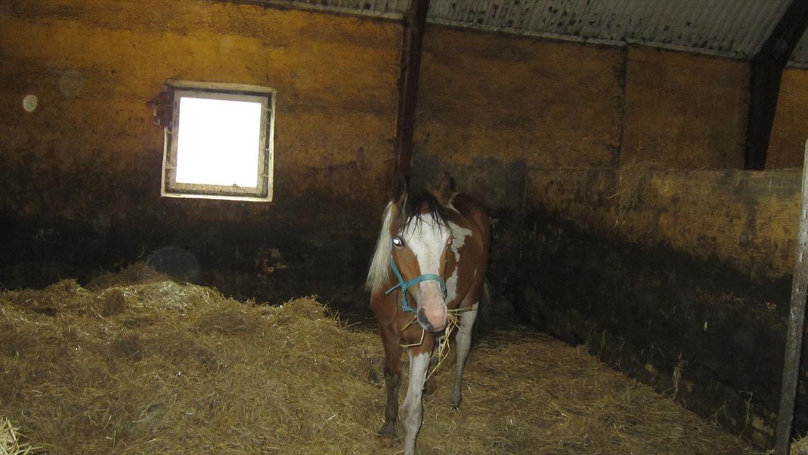 Anden særlig race Prins Viggo /Hania billede 4