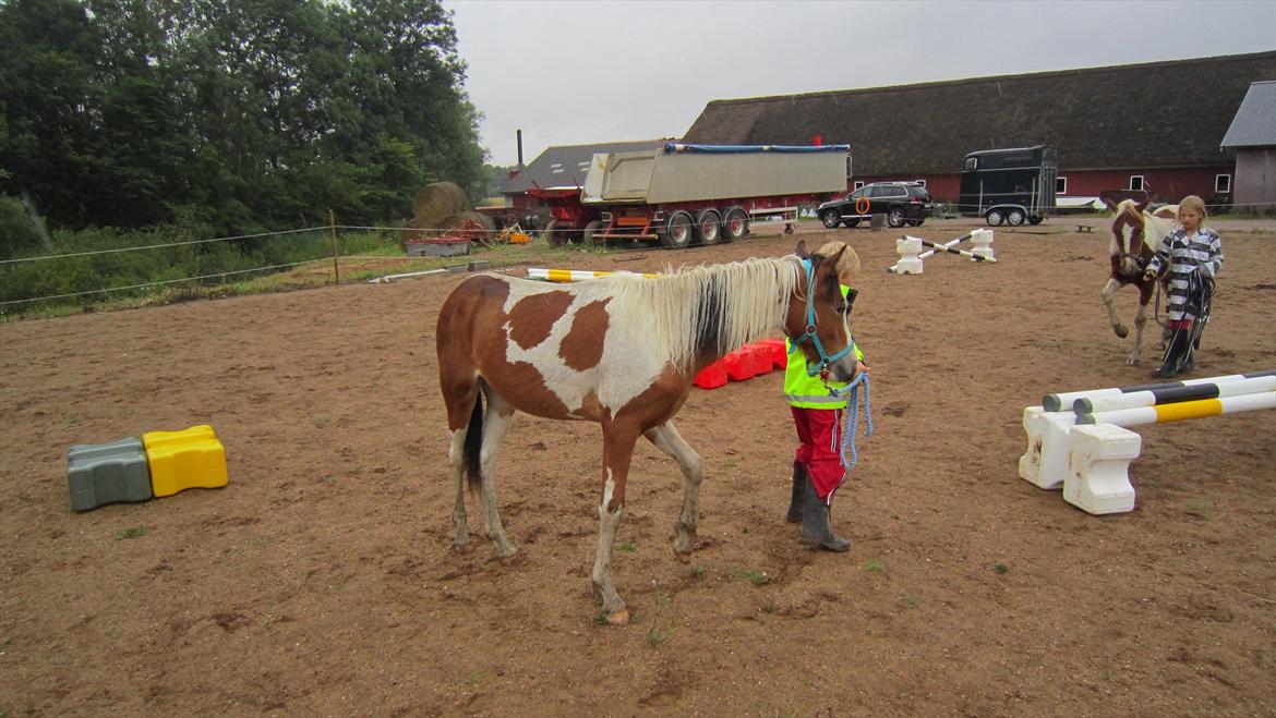 Anden særlig race Prins Viggo /Hania billede 7