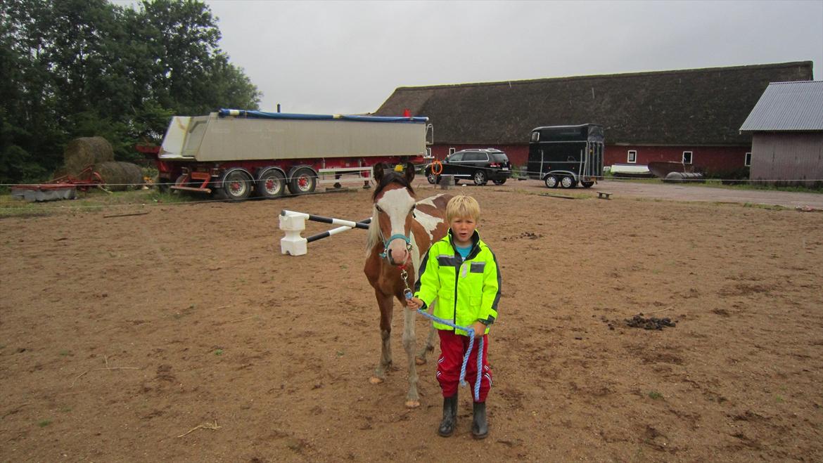 Anden særlig race Prins Viggo /Hania billede 8