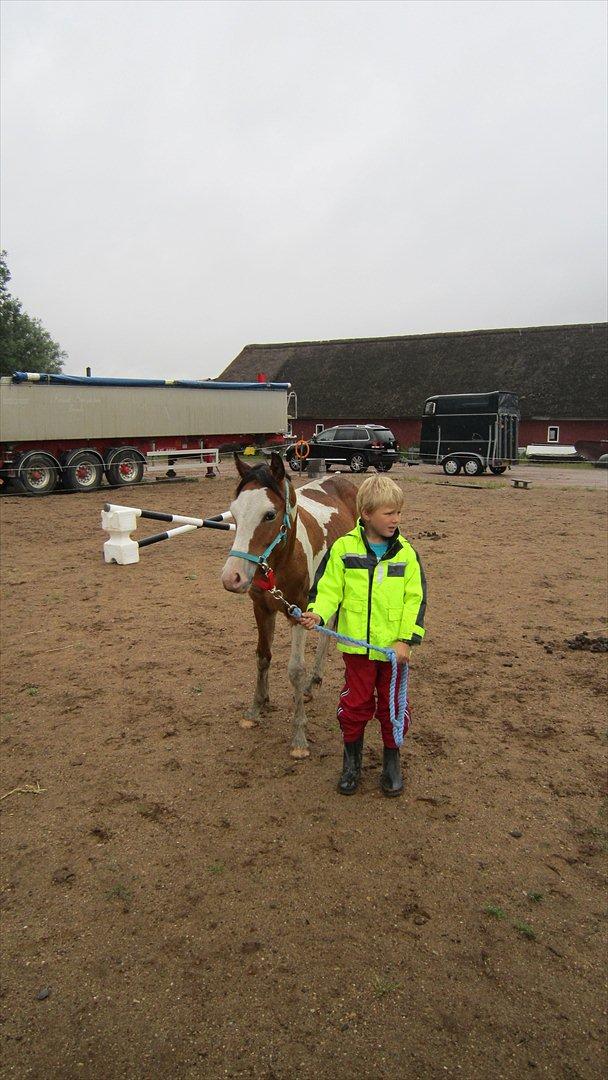 Anden særlig race Prins Viggo /Hania billede 9