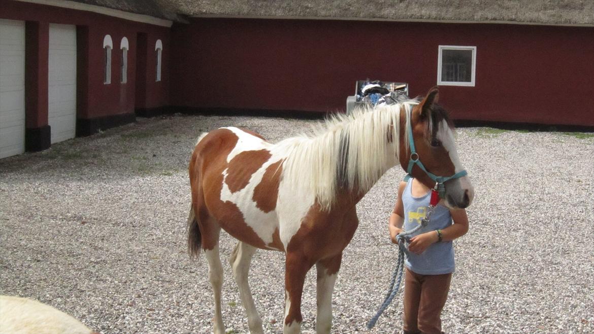 Anden særlig race Prins Viggo /Hania billede 10
