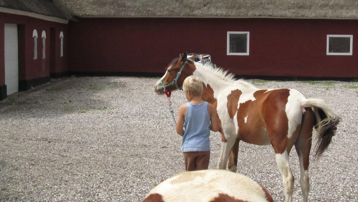 Anden særlig race Prins Viggo /Hania billede 11