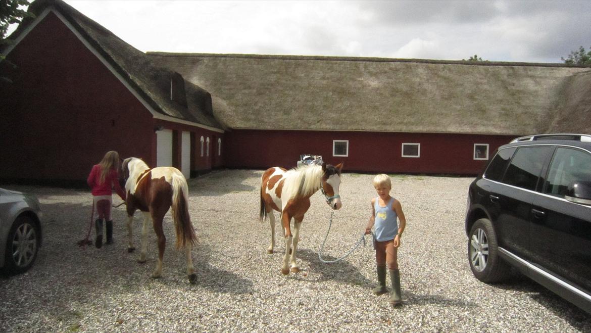 Anden særlig race Prins Viggo /Hania billede 12