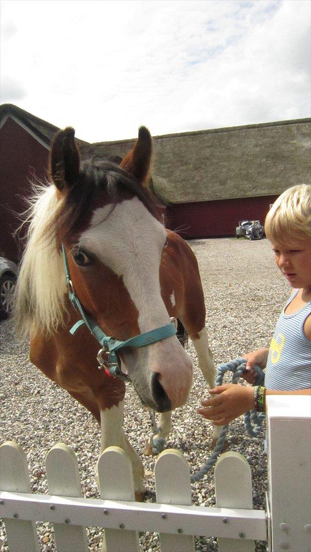 Anden særlig race Prins Viggo /Hania billede 13
